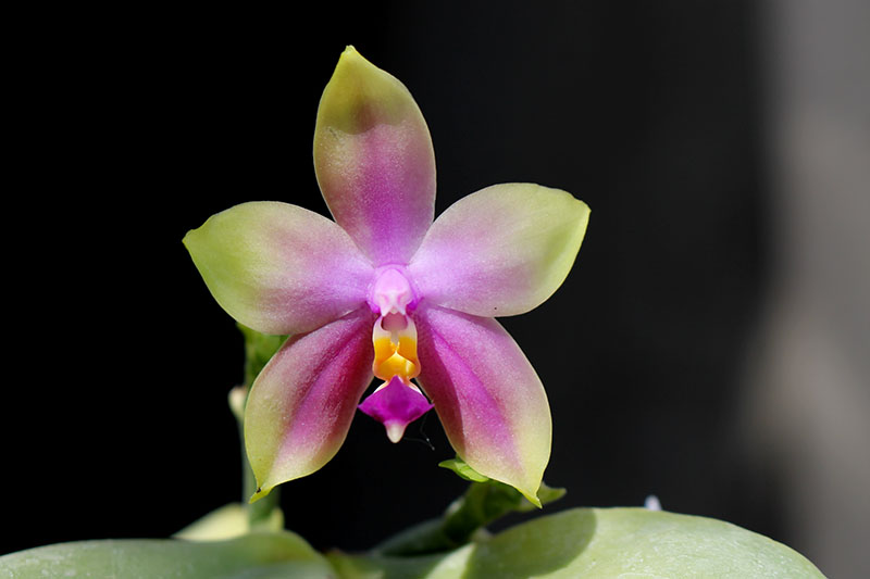 Phalaenopsis LDs Bear Queen x violacea blue 'Big'.jpg