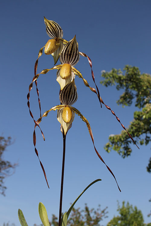 Paphiopedilum Lady Isabel x St Swithin.jpg