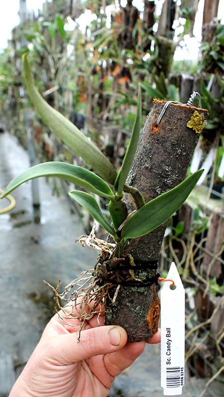Sophrocattleya Candy Ball.jpg