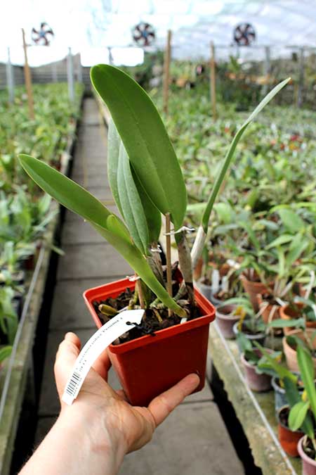 Cattleya maxima rubra 'Peruana' x SELF.jpg
