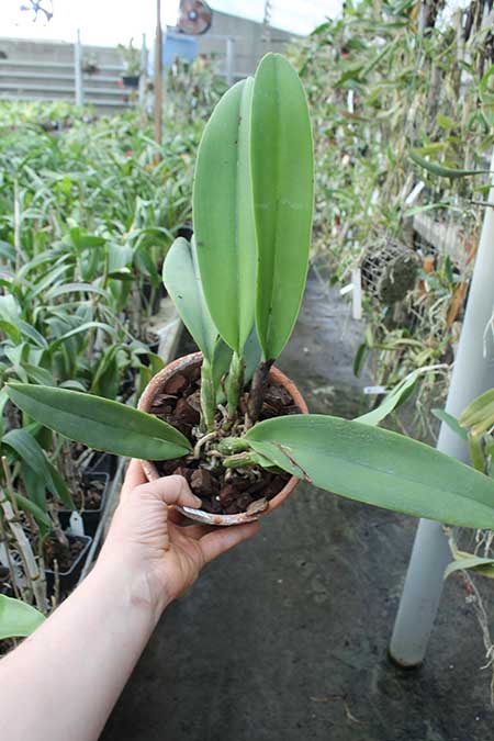 Cattleya Vestalis (maxima x dowiana).jpg