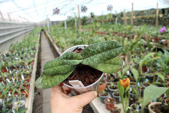 Paphiopedilum bellatulum.jpg