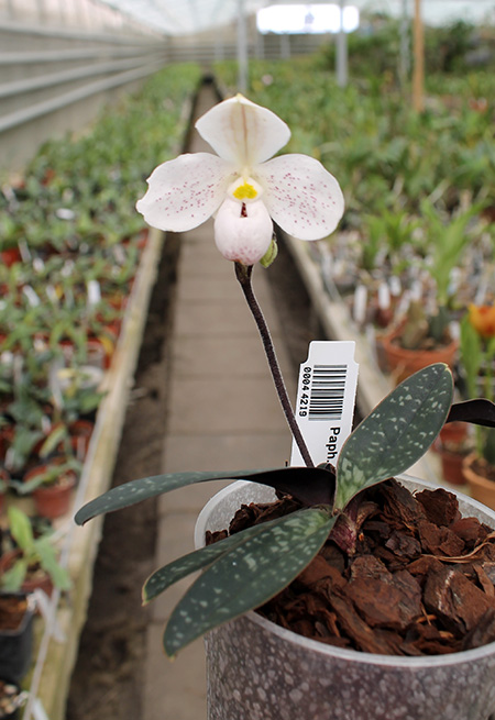 Paphiopedilum thaianum.jpg