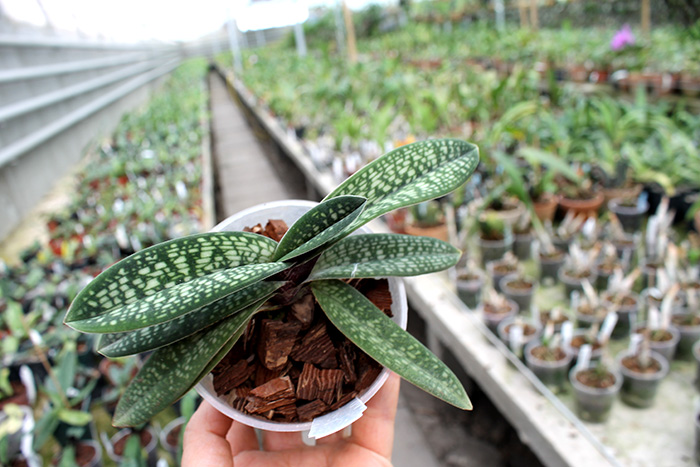 Paphiopedilum micranthum.jpg