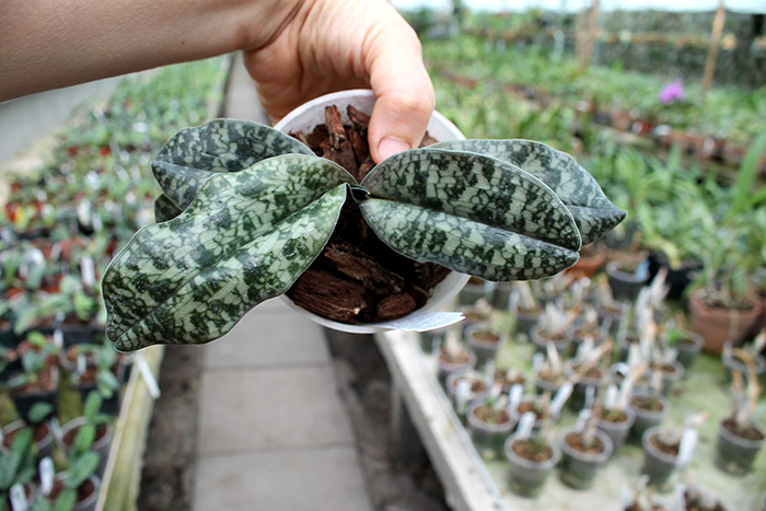 Paphiopedilum vietnamense.jpg