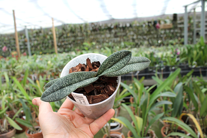 Paphiopedilum micranthum var eburneum.jpg