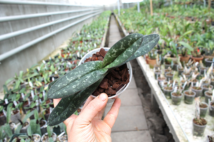 Paphiopedilum wenshanense.jpg