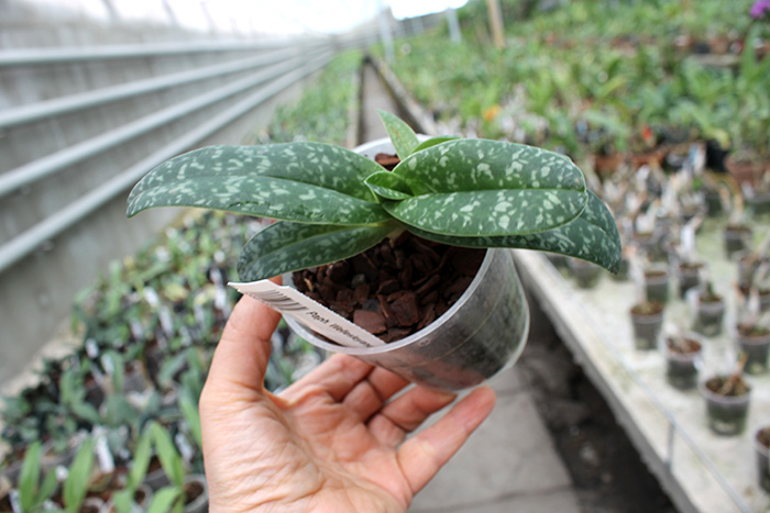 Paphiopedilum wellesleyanum alba.jpg