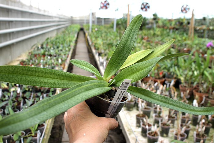 Paphiopedilum ang-thong var. alba 'Snow Elf' x Paphiopedilum stonei var. alba 'formosa'