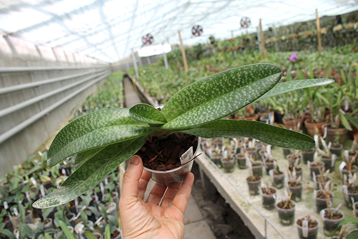 Paphiopedilum rothschildianum x niveum.jpg