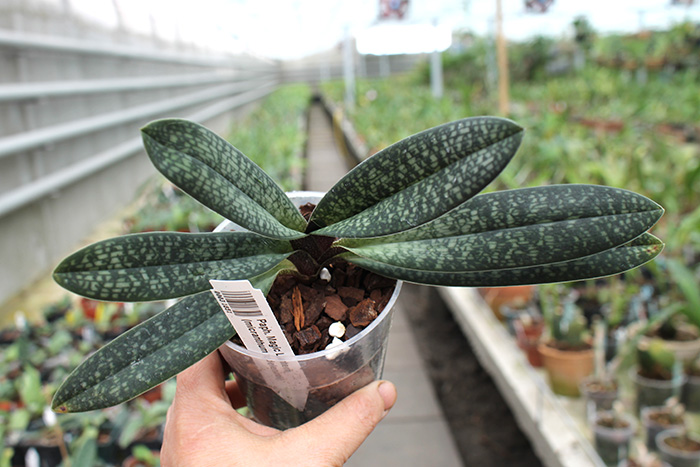 Paphiopedilum Magic Lantern (micranthum x delenatii).jpg