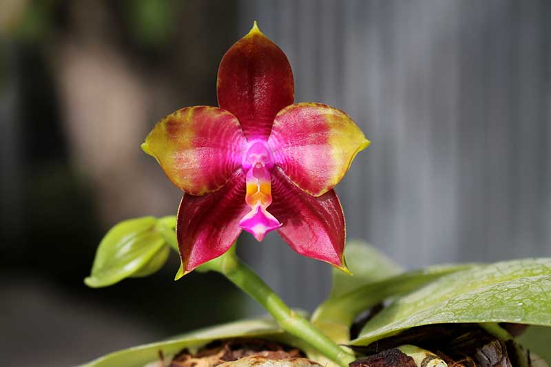 Phalaenopsis LD Emerald Bear x LD Double Dragon.jpg
