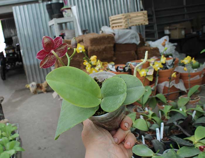 Phalaenopsis Yuda Red Blood x Chingruey's Fancy.jpg