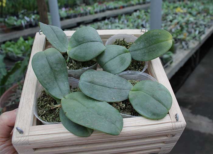 Phalaenopsis gigantea alba 'Ta Wei'.jpg