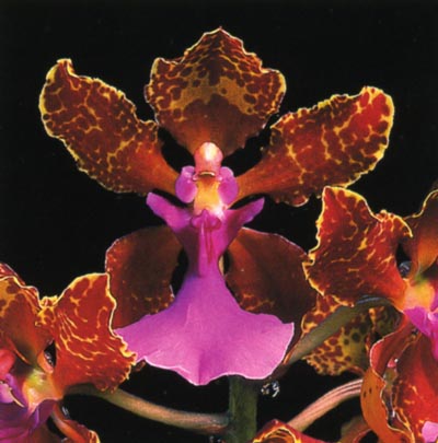 Oncidium lanceanum.jpg