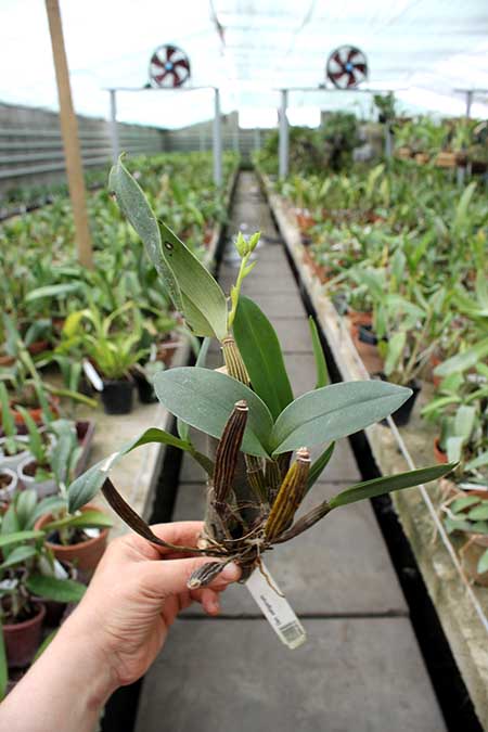 Dendrobium setigerum.jpg