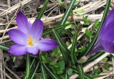крокус