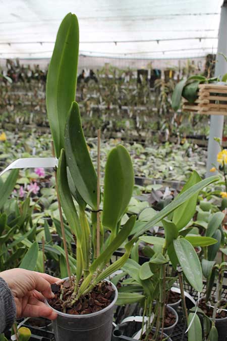 Cattleya labiata semi alba 'Robusta' SELF.jpg