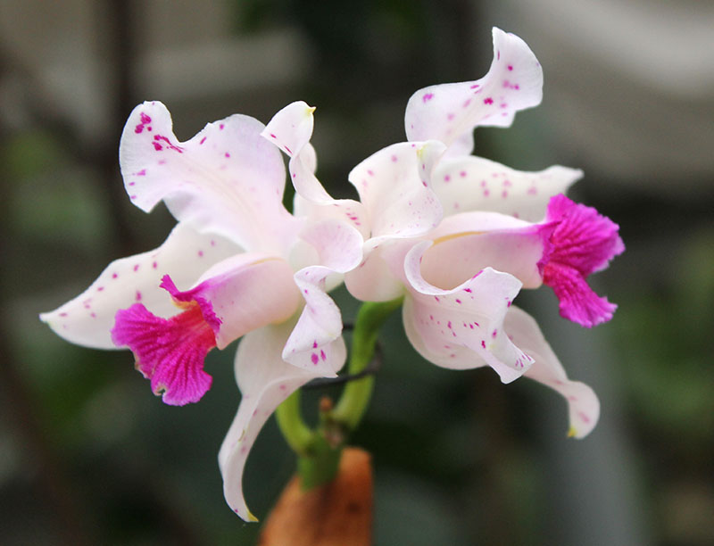 Cattleya amethystoglossa palha 'Gloriosa' x 'Palhina'.jpg