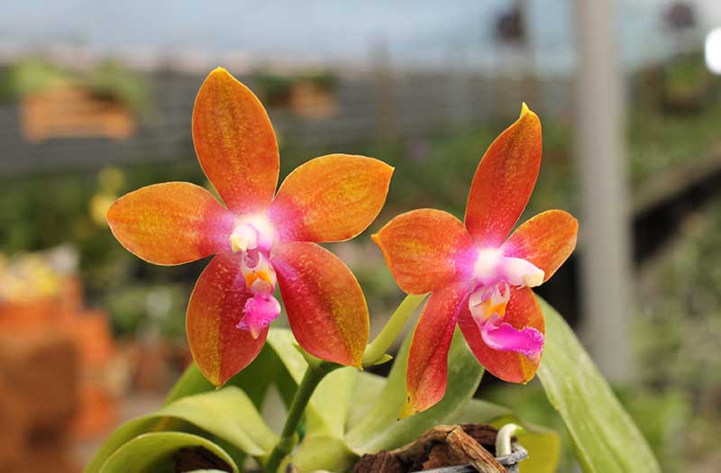 Phalaenopsis tetraspis 'C#1' x Dragon Tree Eagle.jpg