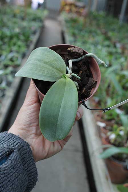 Phalaenopsis Zheng Min Tyrannosaurus x gigantea.jpg