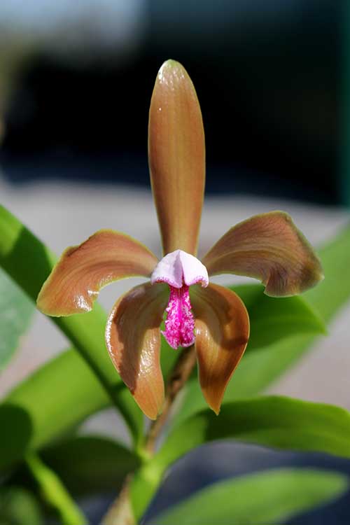 Cattleya porphyroglossa.jpg