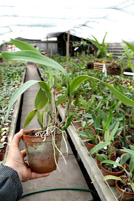 Cattleya labiata semi alba 'Garganta Escura' x Cattleya labiata semi alba sanguinea 'Paccione'.jpg