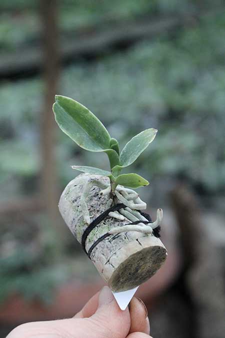 Esmeralda cathcartii.jpg