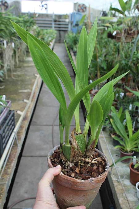 Galeopetalum Princesa Huri.jpg