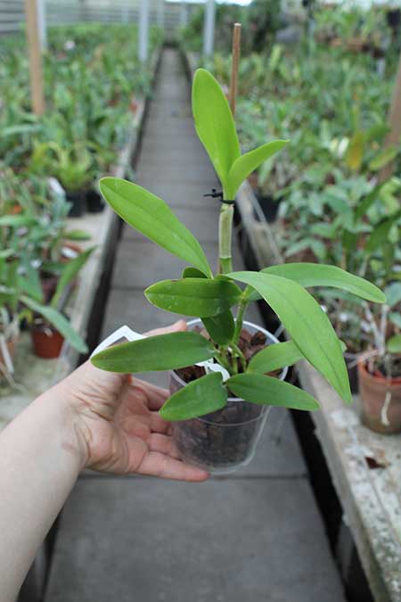 Cattleya guttata albina 'Cetro de Rubis' SELF.jpg
