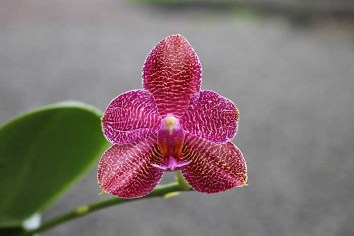Phalaenopsis Mituo Sun 'Mituo #1' x Ld's Bear King 'YK-14'.jpg