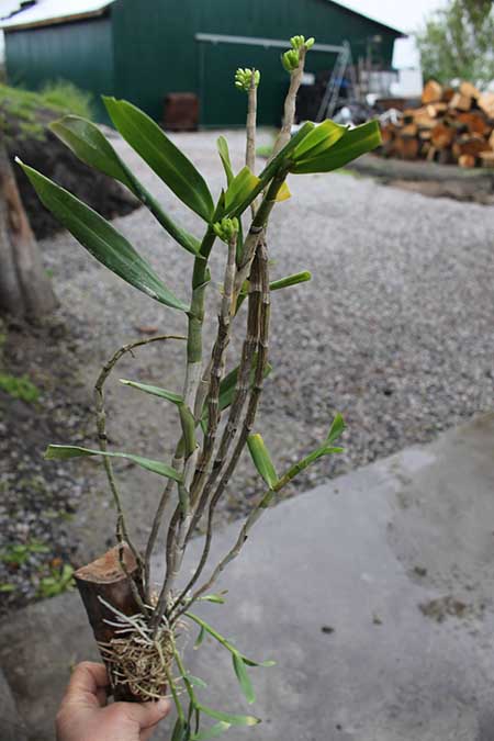 Dendrobium bullenianum.jpg