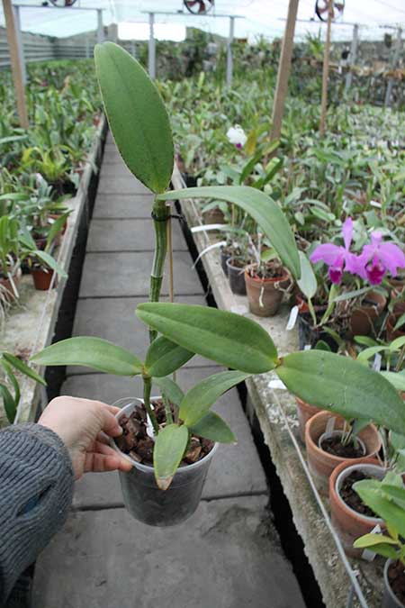 Cattleya amethystoglossa rubra 'Orchidglade'.jpg