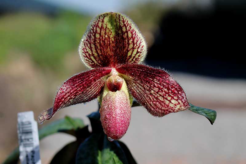 Paphiopedilum glaucophyllum x bellatulum.jpg