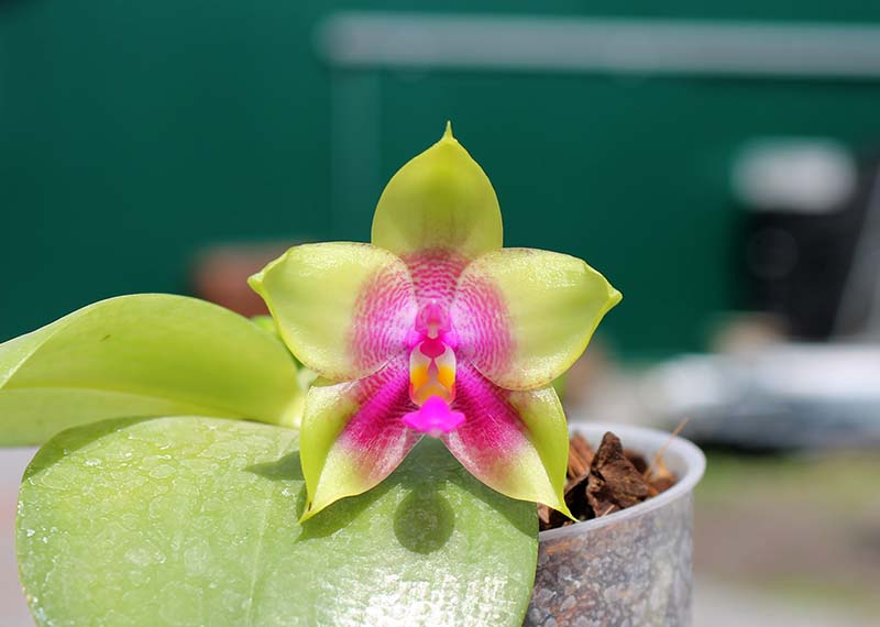 Phalaenopsis LD Emerald Bear x LD Double Dragon.jpg