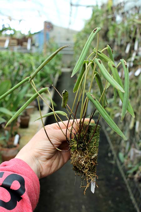 Pleurothallis portillae.jpg