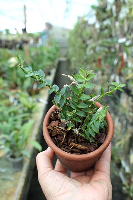 Dendrobium limpidum.jpg