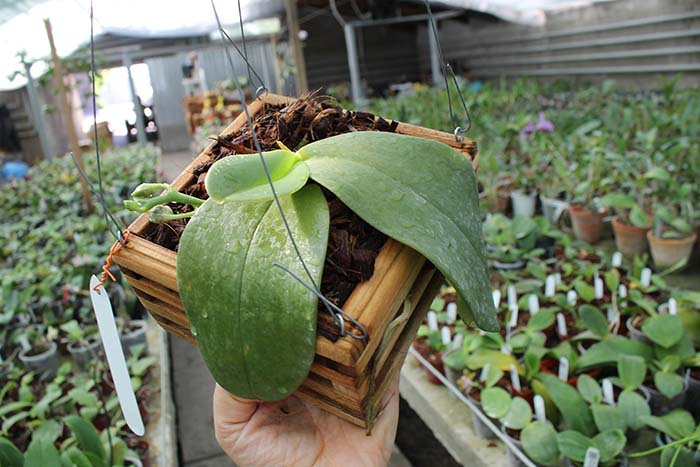 Phalaenopsis Mok Choi Yew (gigantea x violacea).jpg