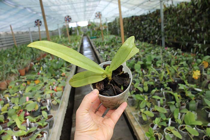 Phalaenopsis hieroglyphica var flava.jpg