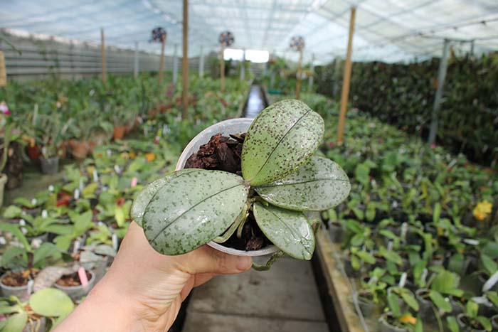 Phalaenopsis celebensis x mannii.jpg