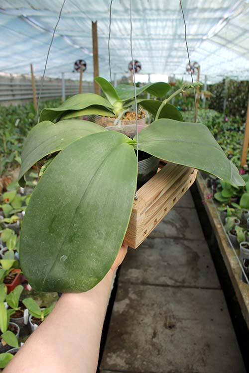 Phalaenopsis Yuanshan Girl.jpg