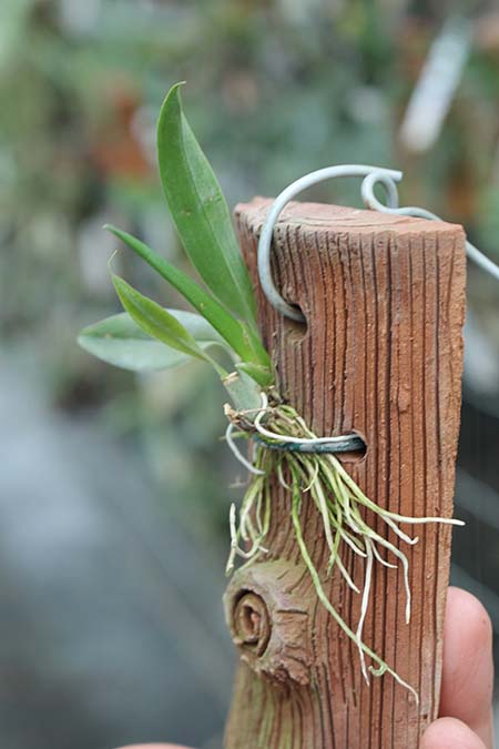 warmingia eugenii.jpg