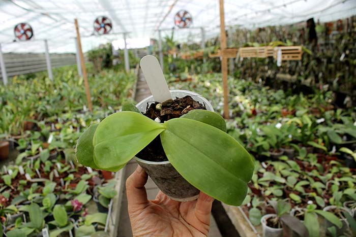 Phalaenopsis violacea 'Blue Indigo'.jpg