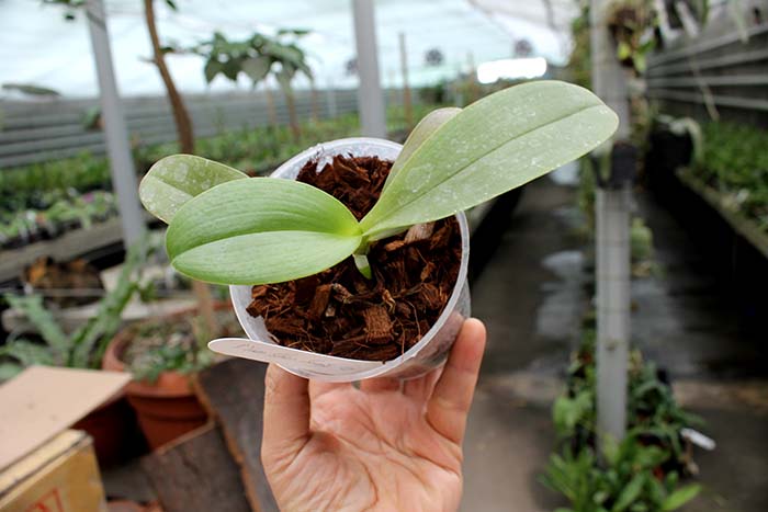 Phalaenopsis Yuan shan Sweet Girl.jpg