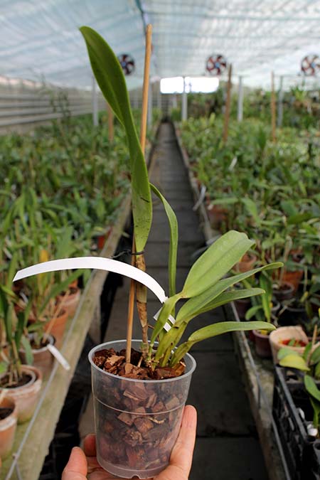 Laelia grandis coerulea venosa 'Estrela do Norte'.jpg