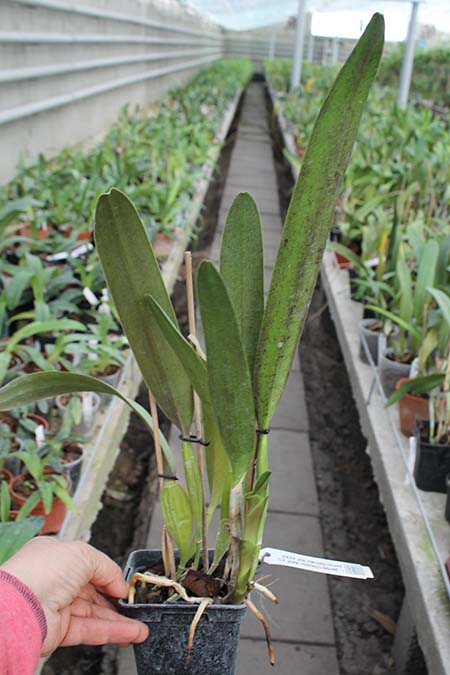 Laelia perrini concolor 'AWZ' x Laelia perrini delicata 'AM' XXXX.jpg