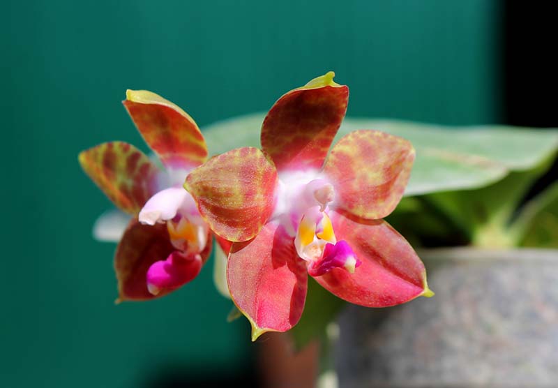 Phalaenopsis Lyndon Reflex x LD's Bear King.jpg