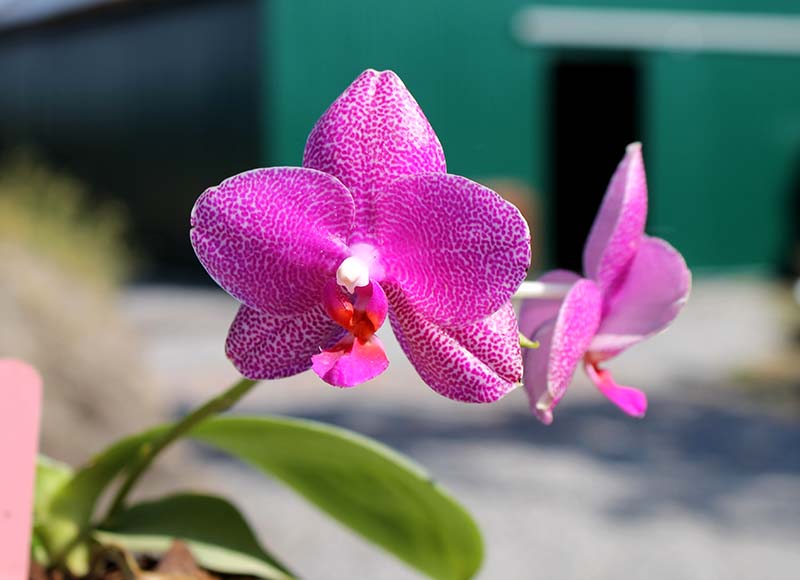 Phalaenopsis Mituo Sun x Ld's Bear King.jpg