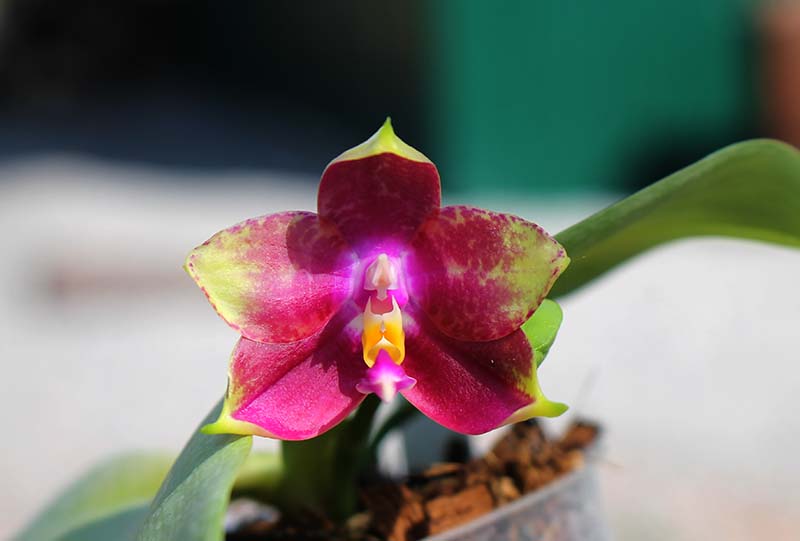 Phalaenopsis Mituo Sun Queen x Samera.jpg