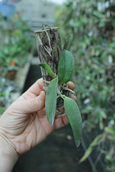 Laelia alaori escura x self.jpg